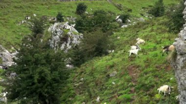 Ücretsiz gezici dağ Hayvanlar göl Covadonga İspanya güzel Site asılı