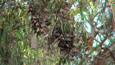 Uçan ve bir ağaç dalı Monarch Kelebek Grove üzerinde açılış şaşırtıcı kelebekler