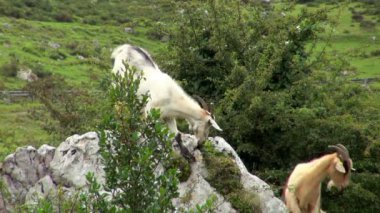 Beyaz keçi bir kaya arka plan geçen Covadonga İspanya turist ile çim kesme Close-up