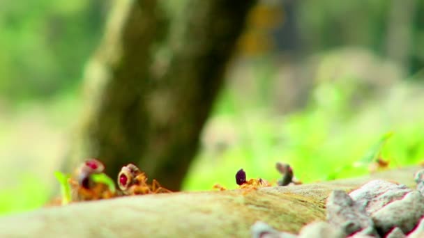 携带树叶和其他物体的红色蚂蚁比他们的身体大100倍 它们都没有聚焦 并且被稍微模糊了 — 图库视频影像