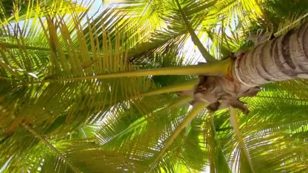 Panorera Nedåt Träd Och Vackra Stranden Sayulita Mexico — Stockvideo