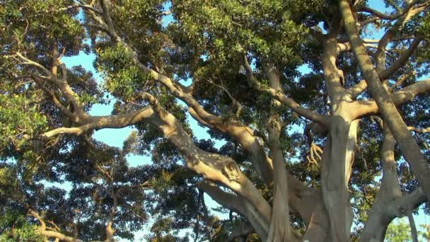 Nádherný Strom Parku Port Město Cádiz Spoustou Tření Větví Listí — Stock video