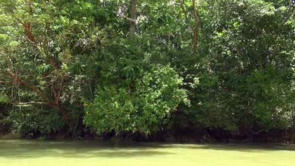 巴拿马运河红树林与厚叶的慢平移拍摄 — 图库视频影像