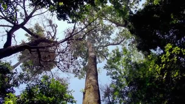 マヌエル アントニオに成長する巨大な木の幹の半円形時計回りにパン — ストック動画