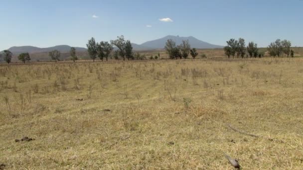 テキーラ メキシコの木とその背景を示し 水平線として山の草原 — ストック動画