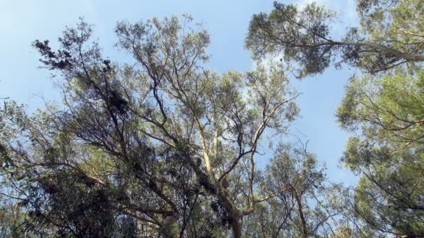 Vue Des Oiseaux Volant Dessus Ciel Couvert Par Les Arbres — Video