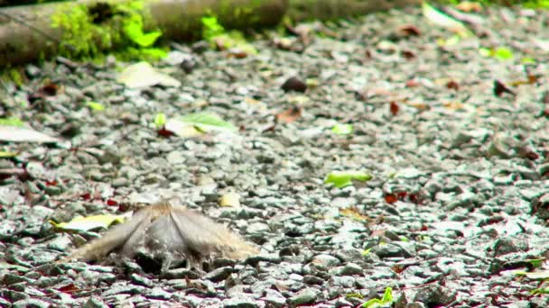 Cámara Lenta Primer Plano Una Mariposa Alada Marrón Simple Guijarros — Vídeo de stock