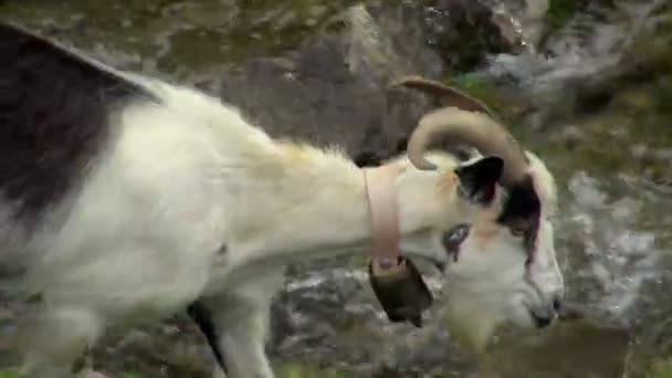 Animais Brancos Perguntando Através Dos Fluxos Fluxo Covadonga Espanha — Vídeo de Stock