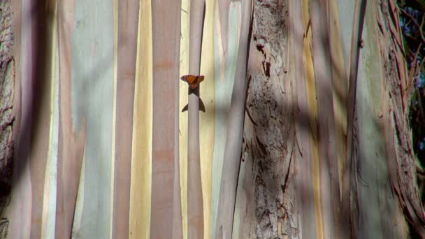 美丽的蝴蝶在一个古老的树干上在一个阳光明媚的日子在美国君主蝶林 — 图库视频影像