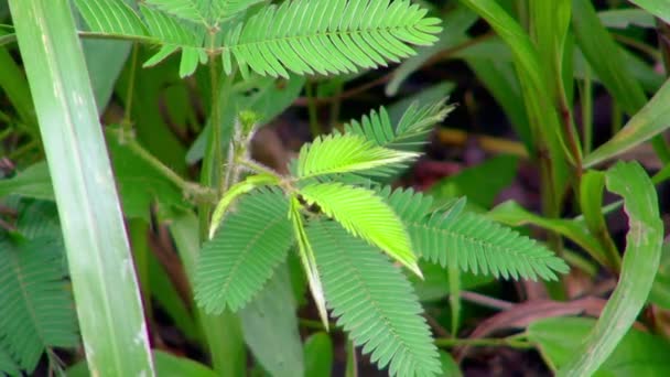 Primer Plano Las Pequeñas Hojas Jóvenes Una Planta Mimosa Pudica — Vídeo de stock