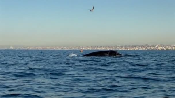 Wal Taucht Und Vogel Fliegt Zeitlupe Wal Vorbei — Stockvideo