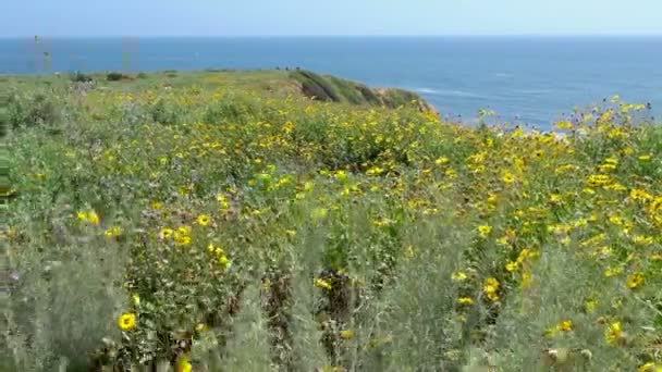 クローズ アップ パロスベルデス美しい花カリフォルニアその背景としてブルーの海を眺めながら — ストック動画