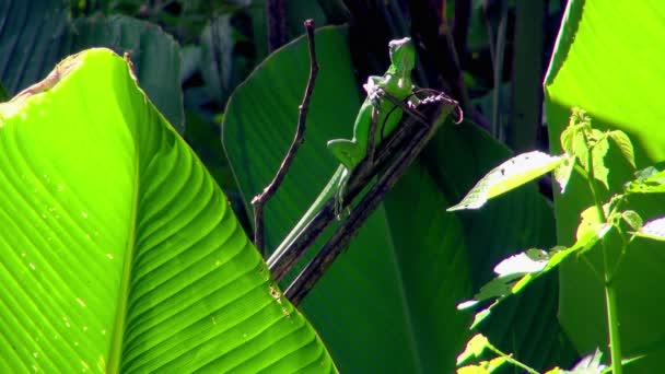 Muz Rengini Kamufle Yeşil Bir Bukalemun Altındaki Yakın Çekim Yaprak — Stok video