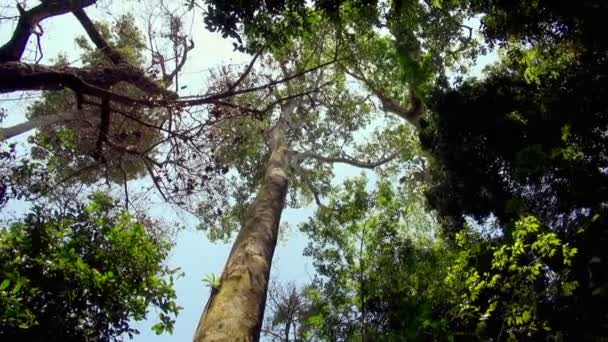 Manuel Antonio Büyüyen Büyük Ağaç Gövdeleri Dairesel Yönünün Pan — Stok video