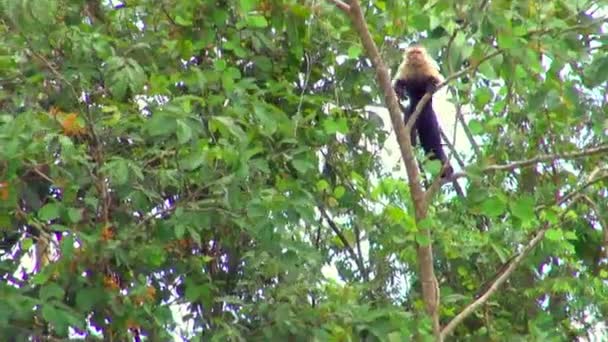 Tiro Macaco Pequeno Escalando Uma Árvore Grande — Vídeo de Stock