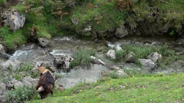 Коричневая Маленькая Коза Проходящая Через Небольшой Ручей Испанской Ковадонге — стоковое видео