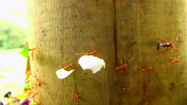 Aşırı yakın çekim yaprak ve vücutlarını yüz kat daha büyük olan diğer nesneleri taşıyan kırmızı karıncalar. 