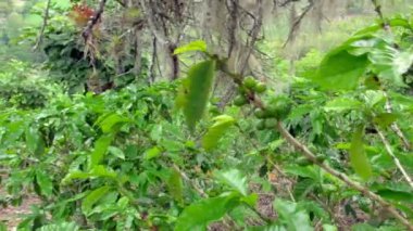 Yakın çekim yeşil kahve çekirdekleri bir bitki küçük bir kök üzerinde kümeleme 