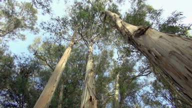 Yüksek ağaçları, Monarch Kelebek Grove California ABD arama