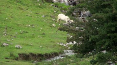 Çok beyaz keçi akan su ile güzel dağ alanlarda taze ot yemek