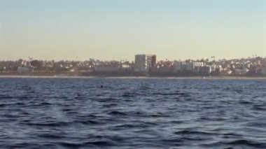 Güzel bir manzara bir balinanın su ve uçan bir kuş dalış önce bu delik üfleme 