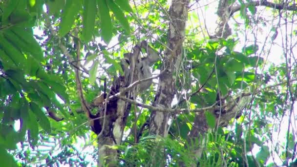 Трёхпалый Ленивец Царапает Подбородок Вися Ветке Национального Парка Мануэль Антонио — стоковое видео