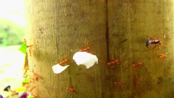 Extreme Close Red Ants Carrying Leaves Other Objects Hundred Times — Stock Video