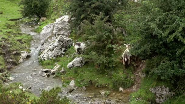 Just Couple Goats Eating Leaves Tree Covadonga Spain Small Stream — Stock Video