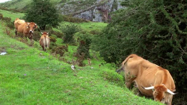 Ontspannen Koeien Van Covadonga Eten Gras Gelukkig Velden Van Berg — Stockvideo