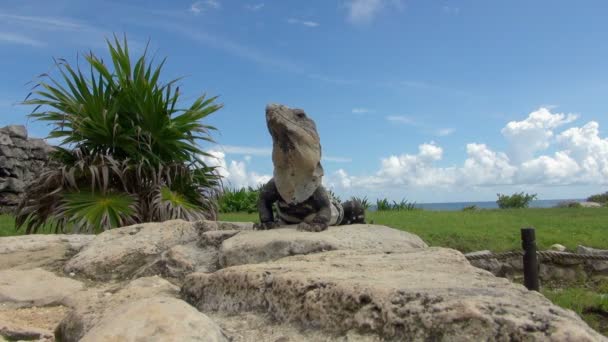 Una Iguana Sobre Ruinas Mayas — Vídeo de stock