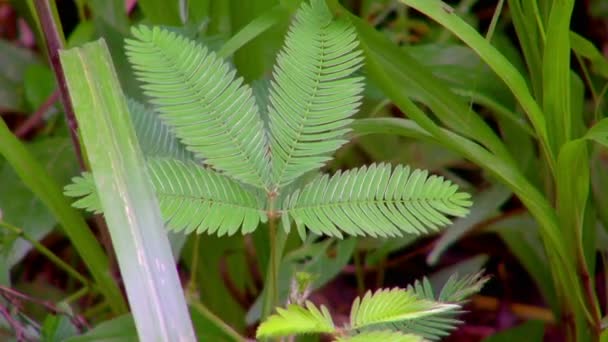 Κοντινό Πλάνο Από Μικρά Ώριμα Φύλλα Ενός Φυτού Mimosa Pudica — Αρχείο Βίντεο