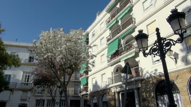 白の古い建物とカディス スペインで道の真ん中に白い花の木 — ストック動画