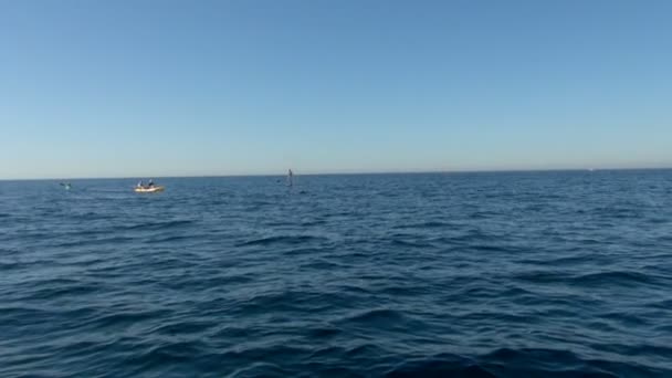 Люди Катаються Байдарках Веслах Березі Океану Плаваючим Китом Повільному Русі — стокове відео