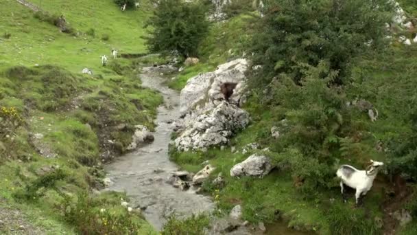 Time Lapse Mountain Amazing Goats Jumping Eating Fresh Leaves Dalam — Stok Video