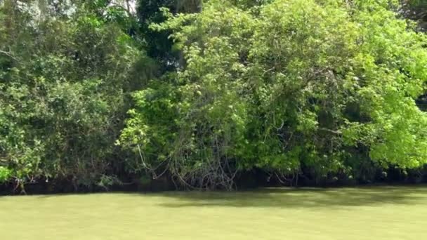 Vue panoramique gauche à droite du canal de Panama vert et épaisse mangrove 