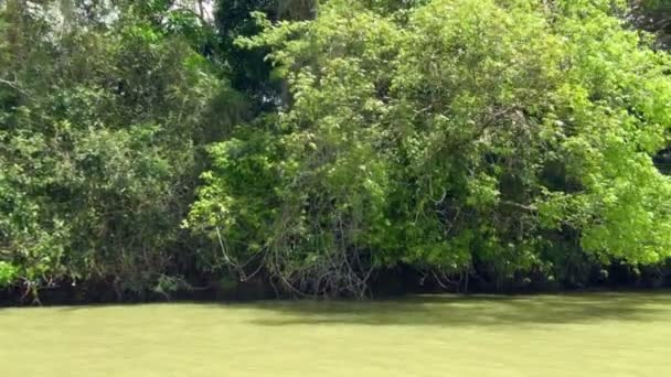 Balról Jobbra Panoráma Lövés Panama Csatorna Zöld Vastag Mangrove — Stock videók