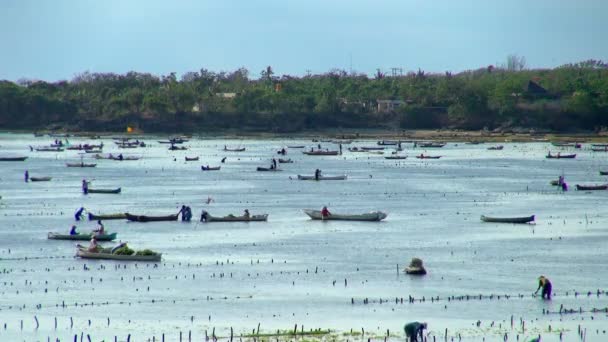 Lapso Tiempo Tiro Pescadores Trabajando Playa Bali Lombok Indonesia — Vídeo de stock