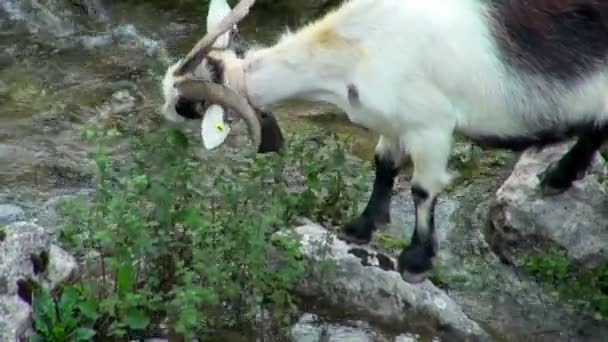 Équilibrage Des Chèvres Sur Les Rochers Blancs Des Ruisseaux Frais — Video