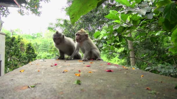 Großaufnahme Von Drei Affenbabys Die Dschungel Von Bali Spielen Und — Stockvideo