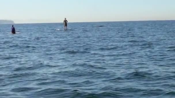 パドルボーディング カヤックはスローモーションで水にダイブするクジラを見ています — ストック動画