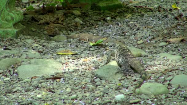 Nahaufnahme Des Rückens Eines Leguans Auf Dem Boden Seine Rückenstacheln — Stockvideo