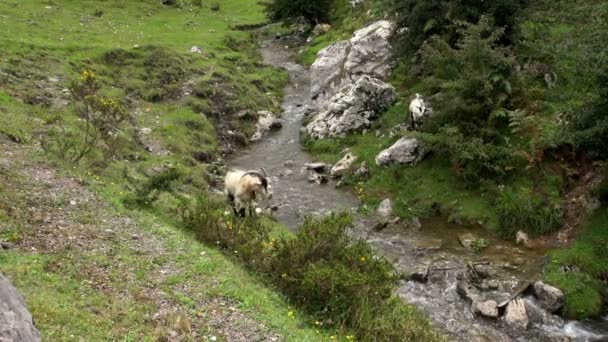 Big Mountain Goat Hopping Jumping Other Side Small Water Body — Stok Video