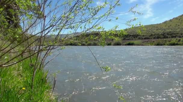 米国間の短いとヤキマ川に小さな枝をぶら下げの流れ — ストック動画