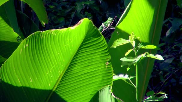 Close Green Chameleon Who Had Camouflaged Color Banana Leaves Waits — Stock Video