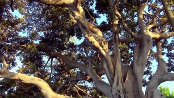 沿着巨大的大树的根部 抚摸着公园的地板 — 图库视频影像