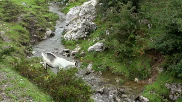 Old Goat Looking Food Mountain Covadonga While Passing Small Stream — стоковое видео
