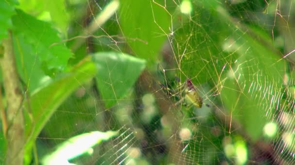 それは Web 上をクロール虎顔クモのクローズ アップ は少し風が強く クモを上向きにそれとしてそれの腹部が這い上がる スイングのウェブサイトに固執する管理します バック グラウンドでの植物の緑の葉がぼやけています — ストック動画
