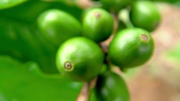 从一个茎到山上的绿色咖啡豆的极端关闭的重点变化 虽然在村上的山丘上的土地上丰富的咖啡豆种植园 — 图库视频影像