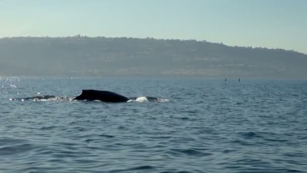 Όμορφη Θέα Από Μια Φάλαινα Είναι Τρύπα Πριν Από Καταδύσεις — Αρχείο Βίντεο