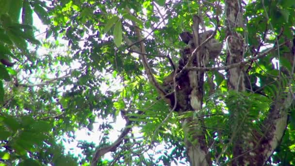 Tři Poslouchal Lenost Škrábání Hrudník Rozhlédl Kolem Sebe Visící Větvi — Stock video